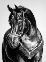 black beauty375